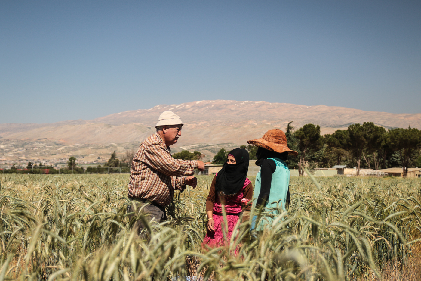 Agricultural workers inspect crops in a field at the ICARDA research station in Terbol, Bekaa Valley, Lebanon, with the Anti-Lebanon mountain range in the background
